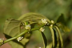 Elatostema lineolatum